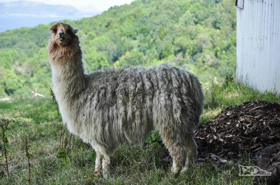 Encontrando uma lhama na ilha de Chiloé, no sul do Chile